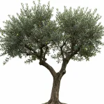1 Arbre d'Oliviers