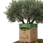 Pack 5 Arbres d'Oliviers